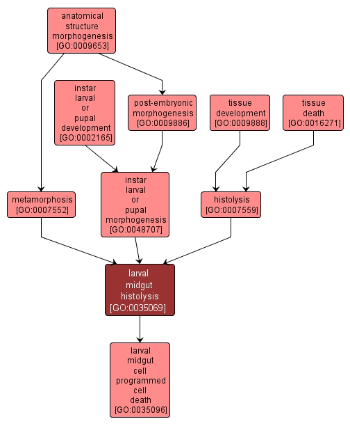 GO:0035069 - larval midgut histolysis (interactive image map)