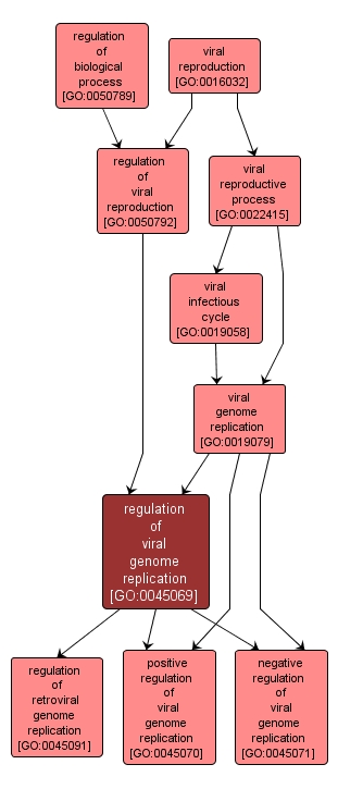 GO:0045069 - regulation of viral genome replication (interactive image map)