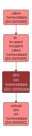 GO:0055069 - zinc ion homeostasis (interactive image map)