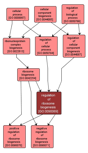GO:0090069 - regulation of ribosome biogenesis (interactive image map)