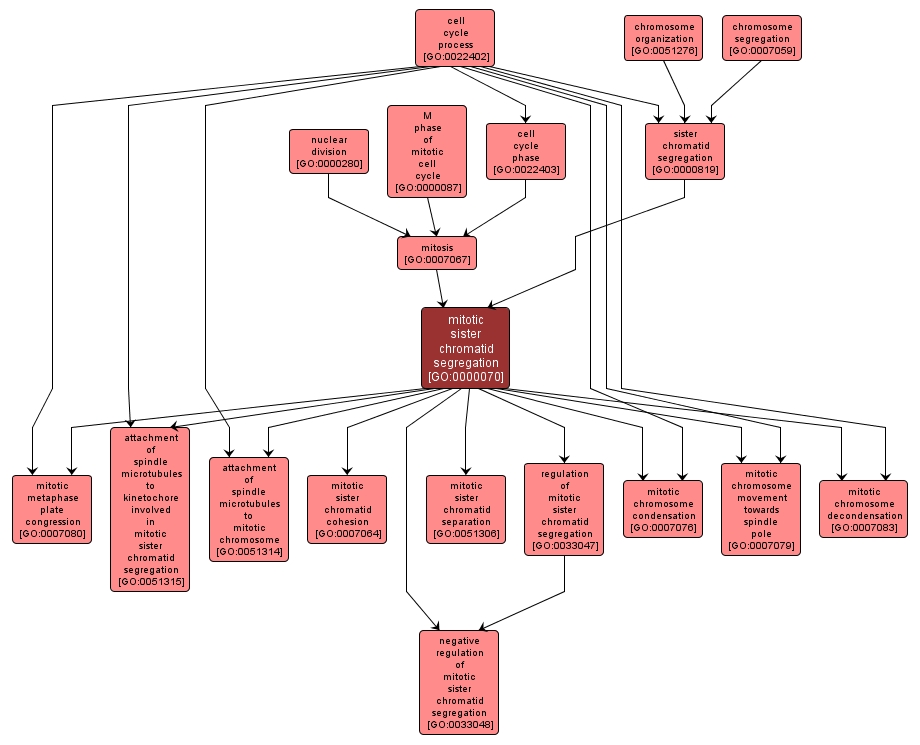 GO:0000070 - mitotic sister chromatid segregation (interactive image map)