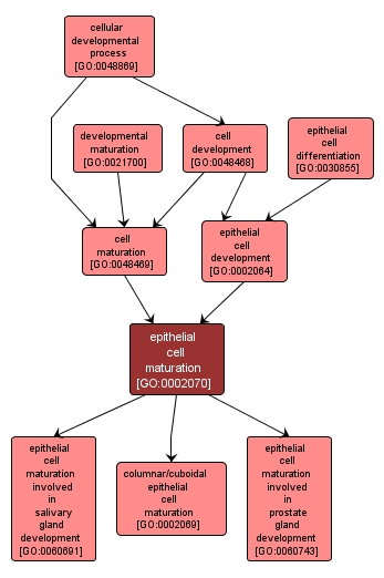 GO:0002070 - epithelial cell maturation (interactive image map)