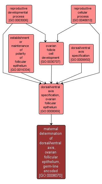 GO:0008070 - maternal determination of dorsal/ventral axis, ovarian follicular epithelium, germ-line encoded (interactive image map)