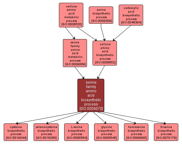 GO:0009070 - serine family amino acid biosynthetic process (interactive image map)