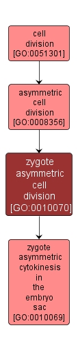 GO:0010070 - zygote asymmetric cell division (interactive image map)