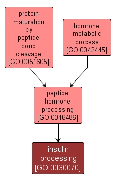 GO:0030070 - insulin processing (interactive image map)