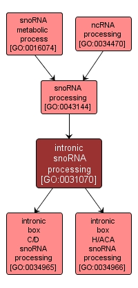 GO:0031070 - intronic snoRNA processing (interactive image map)