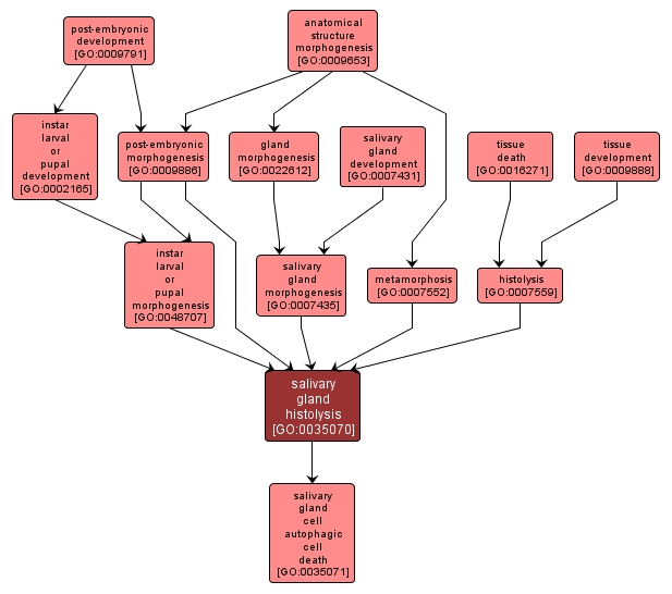 GO:0035070 - salivary gland histolysis (interactive image map)