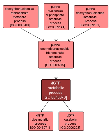 GO:0046070 - dGTP metabolic process (interactive image map)