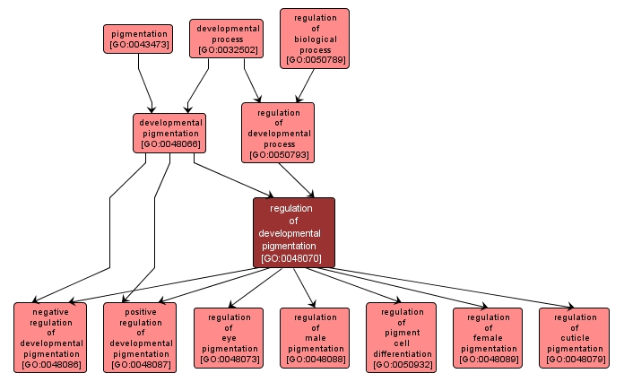 GO:0048070 - regulation of developmental pigmentation (interactive image map)