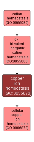 GO:0055070 - copper ion homeostasis (interactive image map)
