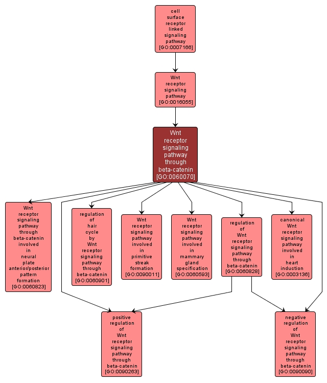 GO:0060070 - Wnt receptor signaling pathway through beta-catenin (interactive image map)