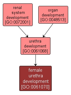 GO:0061070 - female urethra development (interactive image map)
