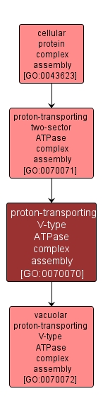 GO:0070070 - proton-transporting V-type ATPase complex assembly (interactive image map)
