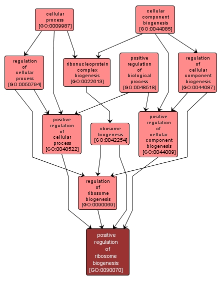 GO:0090070 - positive regulation of ribosome biogenesis (interactive image map)