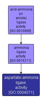 GO:0004071 - aspartate-ammonia ligase activity (interactive image map)