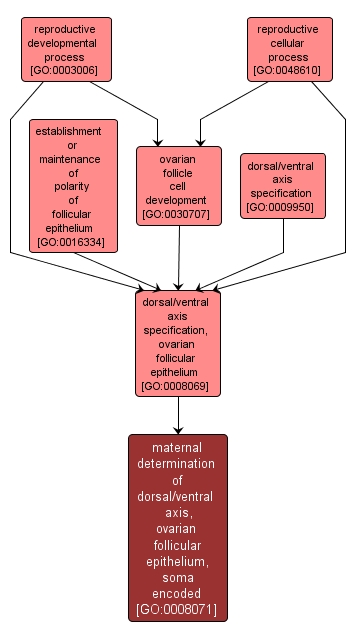 GO:0008071 - maternal determination of dorsal/ventral axis, ovarian follicular epithelium, soma encoded (interactive image map)