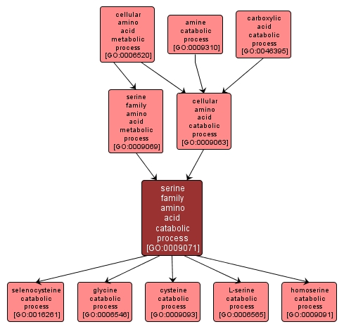 GO:0009071 - serine family amino acid catabolic process (interactive image map)