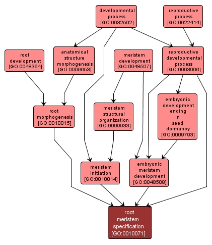 GO:0010071 - root meristem specification (interactive image map)