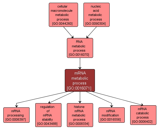 GO:0016071 - mRNA metabolic process (interactive image map)