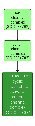 GO:0017071 - intracellular cyclic nucleotide activated cation channel complex (interactive image map)