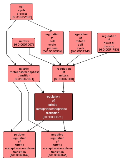 GO:0030071 - regulation of mitotic metaphase/anaphase transition (interactive image map)