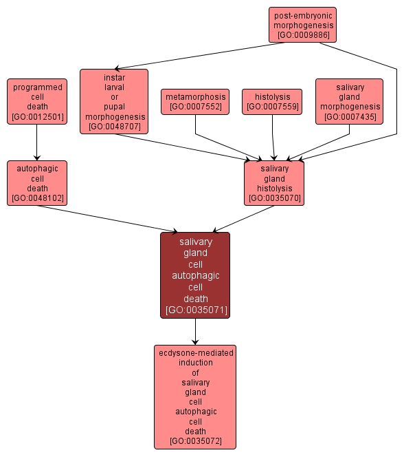 GO:0035071 - salivary gland cell autophagic cell death (interactive image map)