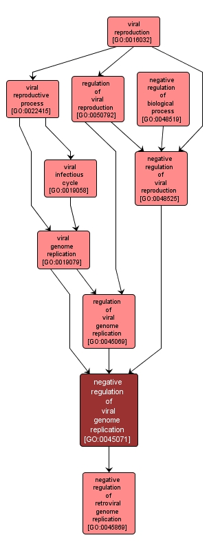 GO:0045071 - negative regulation of viral genome replication (interactive image map)