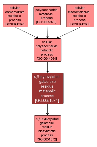 GO:0051071 - 4,6-pyruvylated galactose residue metabolic process (interactive image map)