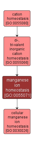 GO:0055071 - manganese ion homeostasis (interactive image map)