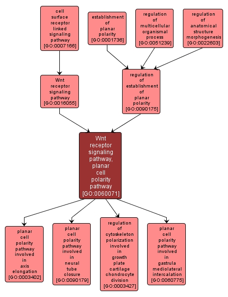 GO:0060071 - Wnt receptor signaling pathway, planar cell polarity pathway (interactive image map)