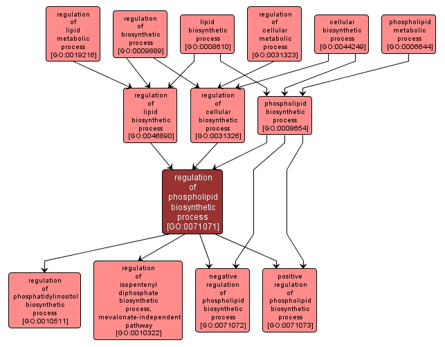 GO:0071071 - regulation of phospholipid biosynthetic process (interactive image map)