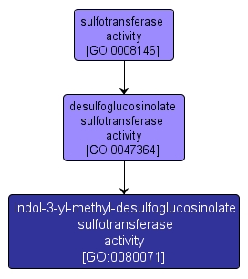 GO:0080071 - indol-3-yl-methyl-desulfoglucosinolate sulfotransferase activity (interactive image map)