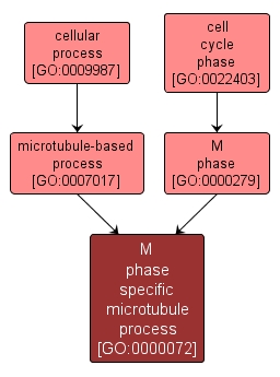 GO:0000072 - M phase specific microtubule process (interactive image map)