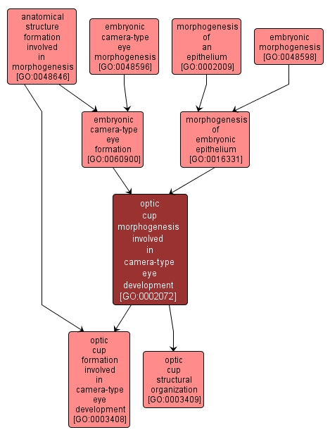 GO:0002072 - optic cup morphogenesis involved in camera-type eye development (interactive image map)
