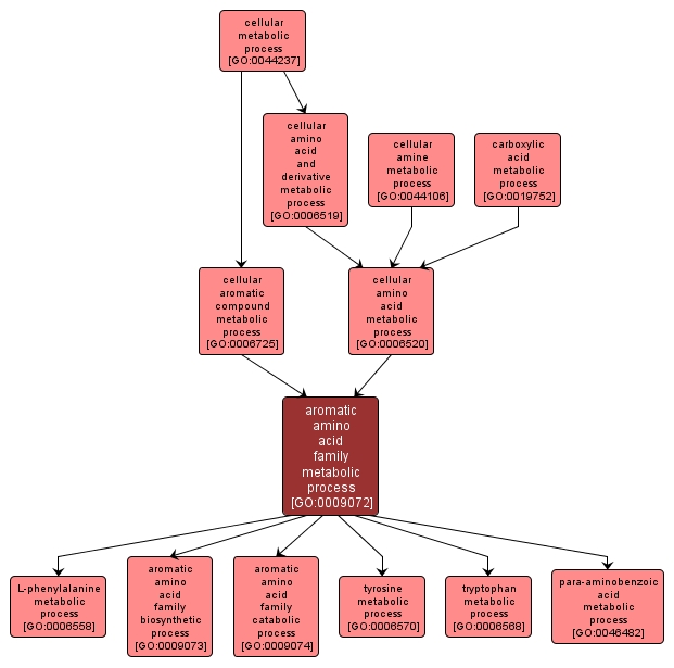 GO:0009072 - aromatic amino acid family metabolic process (interactive image map)