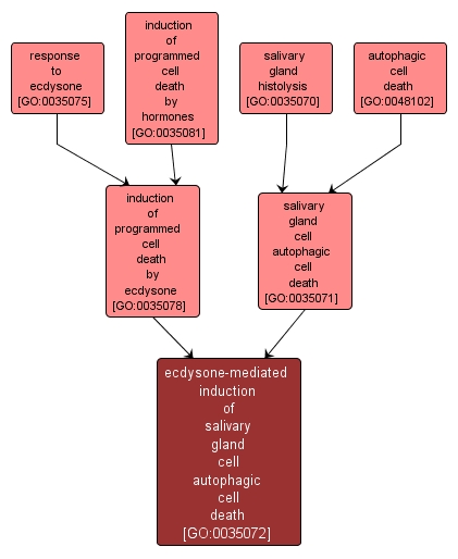 GO:0035072 - ecdysone-mediated induction of salivary gland cell autophagic cell death (interactive image map)