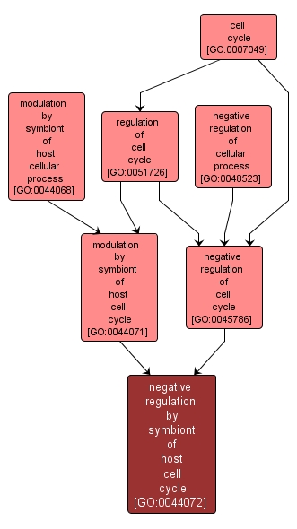 GO:0044072 - negative regulation by symbiont of host cell cycle (interactive image map)