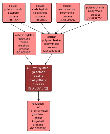 GO:0051072 - 4,6-pyruvylated galactose residue biosynthetic process (interactive image map)