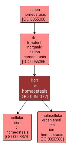 GO:0055072 - iron ion homeostasis (interactive image map)