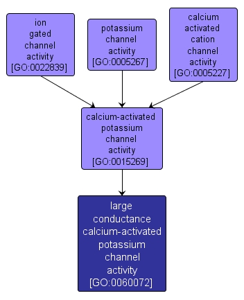 GO:0060072 - large conductance calcium-activated potassium channel activity (interactive image map)