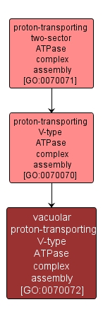 GO:0070072 - vacuolar proton-transporting V-type ATPase complex assembly (interactive image map)