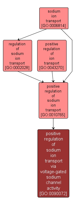 GO:0090072 - positive regulation of sodium ion transport via voltage-gated sodium channel activity (interactive image map)