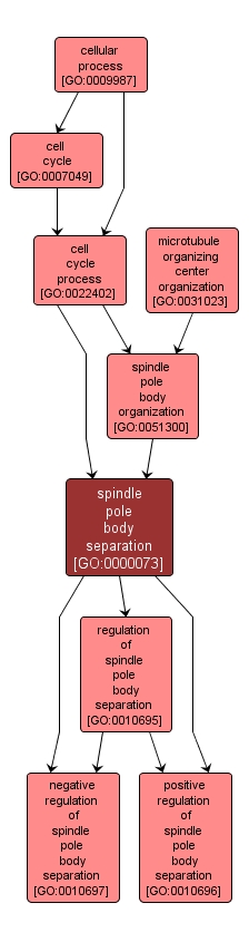 GO:0000073 - spindle pole body separation (interactive image map)