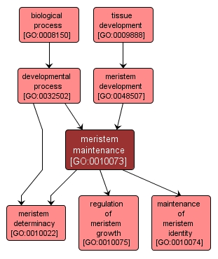 GO:0010073 - meristem maintenance (interactive image map)