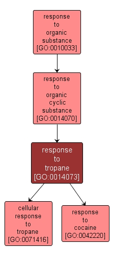GO:0014073 - response to tropane (interactive image map)