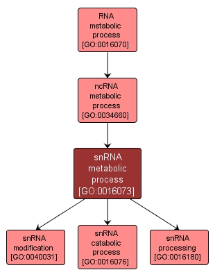 GO:0016073 - snRNA metabolic process (interactive image map)