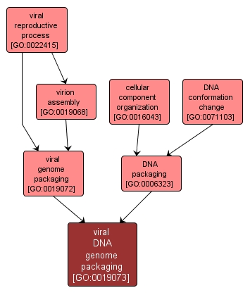 GO:0019073 - viral DNA genome packaging (interactive image map)