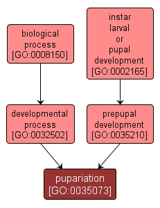 GO:0035073 - pupariation (interactive image map)