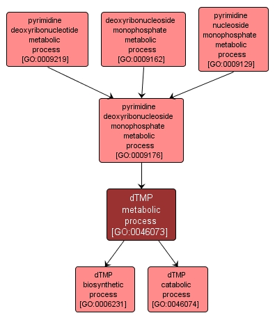 GO:0046073 - dTMP metabolic process (interactive image map)